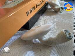 Jack Frost magic mushrooms