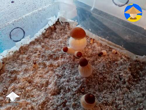 My little CRS toadstools, I'm so proud