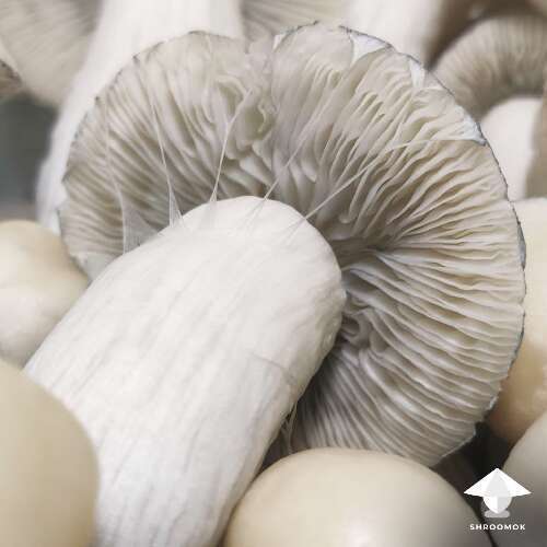 Albino penis envy mushroom