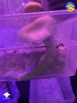 A side pin mushroom that is currently in the tent