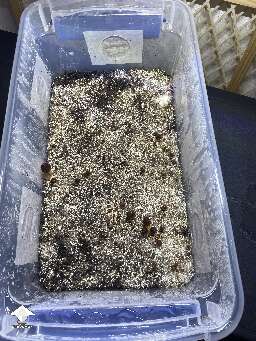 Cubensis Z strain - pinning and start of fruiting