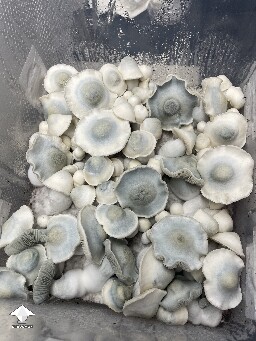 Jack Frost x SNAPE mushrooms #3