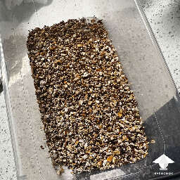Grain spawn in shoebox