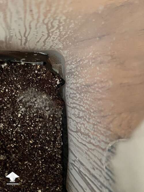 Gray mycelium appeared - cobweb contamination? #2