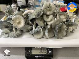 BAPER shrooms harvest #2