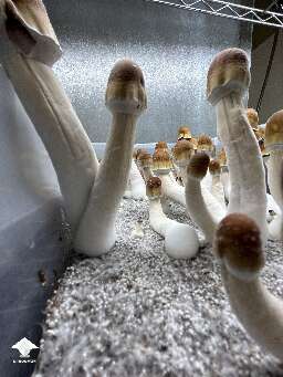 Walk among ODPE mushrooms to try and understand their language