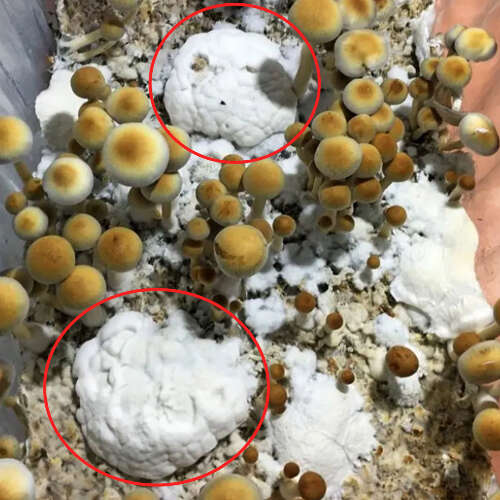 Natalensis mushrooms fruiting and blobs mutation growing