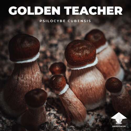 Psilocybe cubensis golden teacher