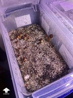 Psilocybe cubensis Z strain magic mushrooms growth