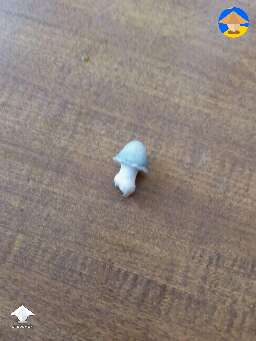 Just tiny cute APE shroom