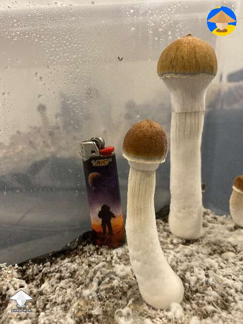Last flush of B+ mushrooms coming in #2