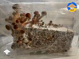 McKennaii mushrooms fruiting