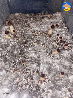 Older grows after pinning formed