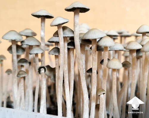 Panaeolus Cyanescens mushrooms growing