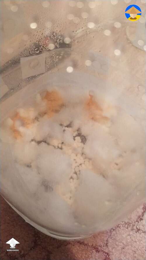 Start of orange bread mold neurospora crassa contamination on mushroom mycelium