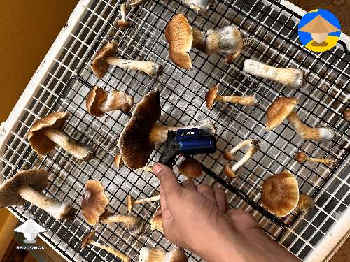 Cubensis Blue Meanie mushrooms - first flush and harvest