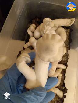Pearly Gates strain mushrooms
