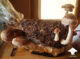 Shiitake growing guide fruiting period grow report 2