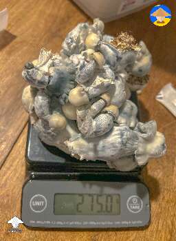 Fresh harvest, should be TAT (True Albino Teacher) - 275g
