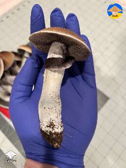 Cubensis B+ mushrooms 1st flush harvest - 660 g wet 2.3 oz dry #4