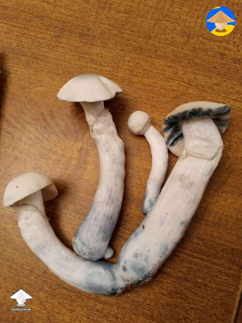Cubensis Jack Frost mushrooms