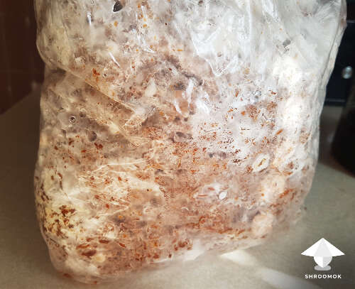 Shiitake mushroom block mycelium run