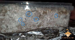 Penicillium blue mold - vermiculite casing layer