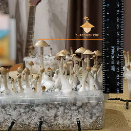Psilocybe cubensis growing height of first mushrooms