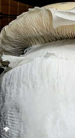 Albino Riptide chunky mushroom #3