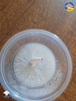 agar that was actually growing mushrooms