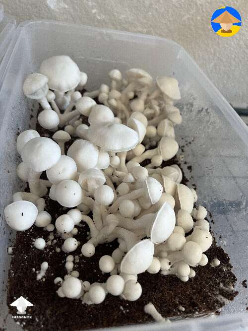 Albino Avery mushrooms