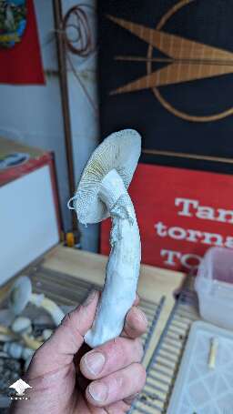 New flush and new harvest BAPER mushrooms #5