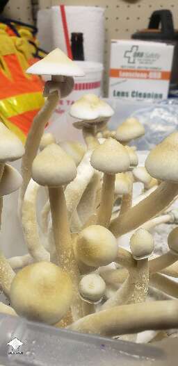 APE-R shrooms - the difference 12 hours makes still always amazes me