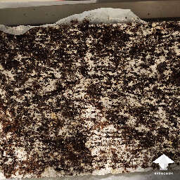 Mushroom cake right after fork tek
