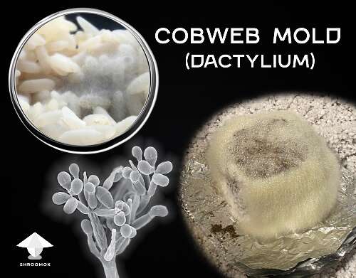 Cobweb mold dactylium