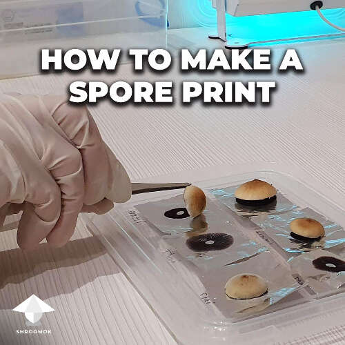 How to make a mushroom spore print