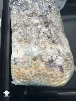 Multiple contam in all in one bag - bacterial slime, green and purplish red contamination