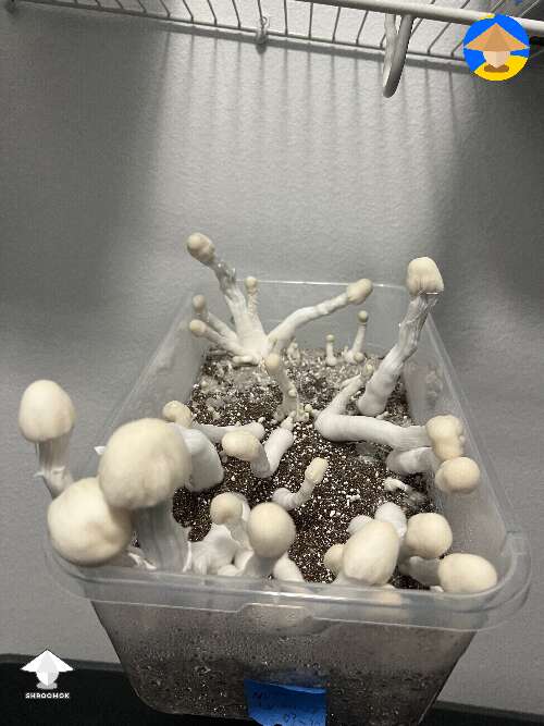 Cubensis Nutcracker mushrooms. Quickly becoming one of my favorite strains #2