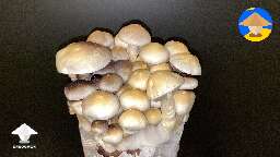 White Colombian Gold magic mushrooms #2