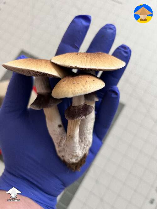 Cubensis B+ mushrooms 1st flush harvest - 660 g wet 2.3 oz dry #3