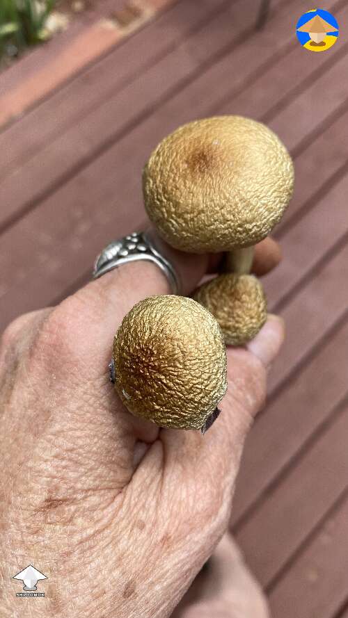 Gold caps Psilocybe Cubensis. Golden-metallic must be one of reason they are called Magic