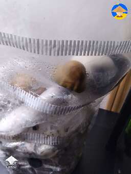 PE7 strain first try in a bag. How does it look?
