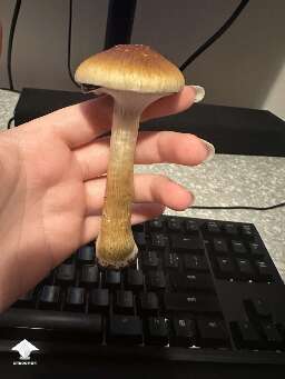 Largest Cubensis Hanoi to date #2