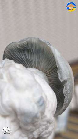 Roger Rabbit mushrooms harvest #6