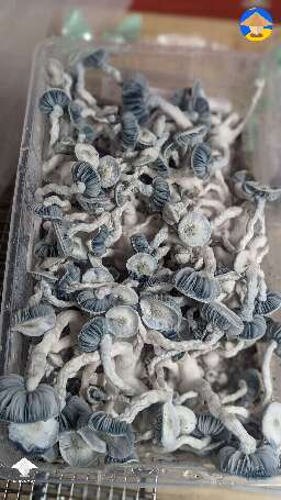 Cubensis Jack Frost magic mushrooms
