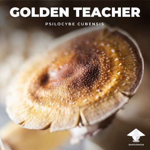 Golden teacher features