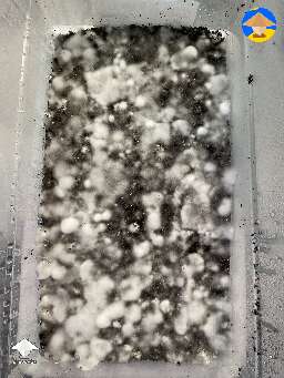 Here are some Panaeolus with casing layer #3