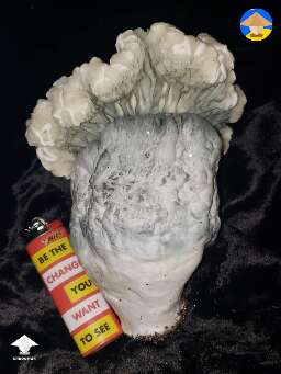 Gandalf magic mushrooms #2
