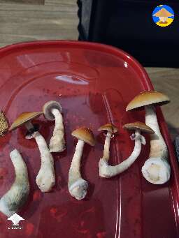My first time growing and my biggest harvest. I'm happy 