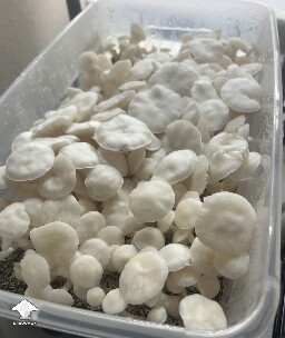 Pearly Gates mushrooms #3